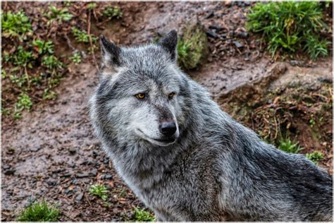 Wolf Timberwolf Wolves Free Photo On Pixabay Pixabay