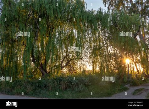 Sun Shining Through Willow Tree Early In The Morning Stock Photo Alamy