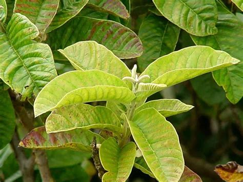 Get Rid Of Skin Allergies Using Guava Leaves - Philippine Trending News