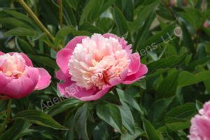 The Bowl Of Beauty Peony Adelman Peony Gardens