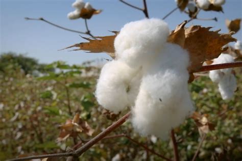 Cambio Clim Tico As Afectar La Escasez De Agua A La Producci N De