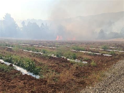 Incendio Forestal En Quillón Onemi Solicitó Evacuar Cuatro Sectores De