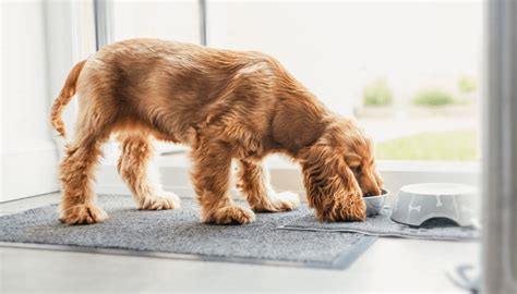 ¿los Perros Pueden Comer Frijoles Guía Básica Para Dueños