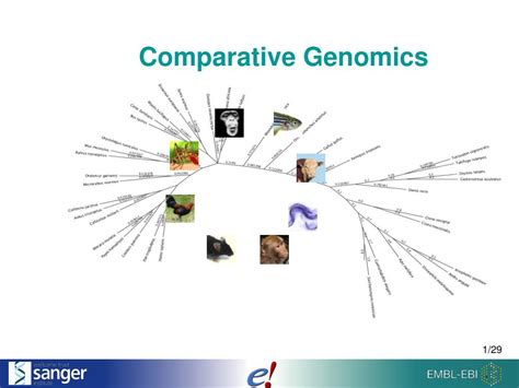 Ppt Comparative Genomics Powerpoint Presentation Free Download Id