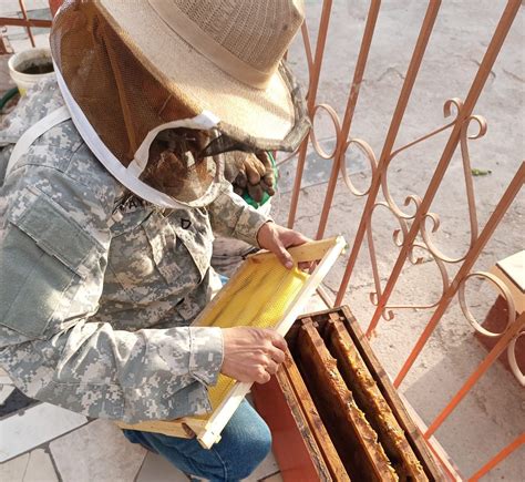 Guardianes Ecológicos aseguran y reubican a poco más de 17 mil abejas