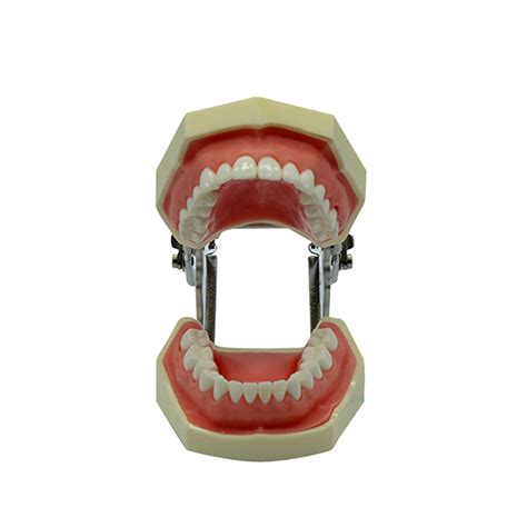 DS A4 Standard Tooth Model Soft Gum 28 Teeth Dentalshop