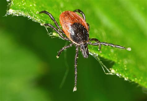 Vermeintliche Lyme-Borreliose: Diese Erkrankungen könnten wirklich ...