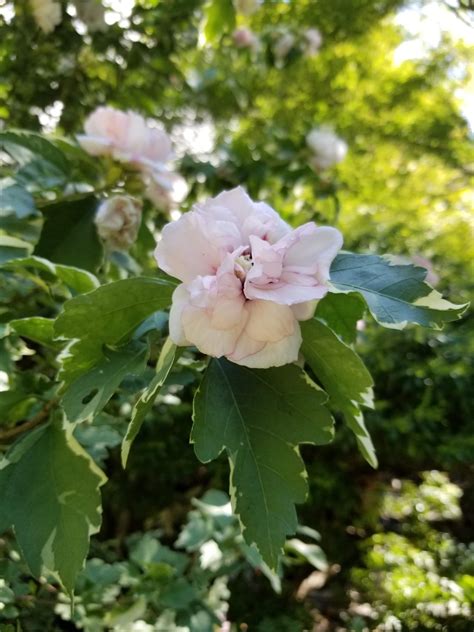 The Hibiscus For You if You’d Prefer Not to Have Hibiscus Hedges ...