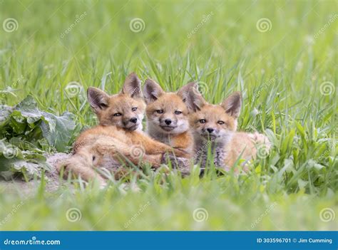 Red Fox Kits Vulpes Vulpes Sitting By Its Den Deep In The Forest In