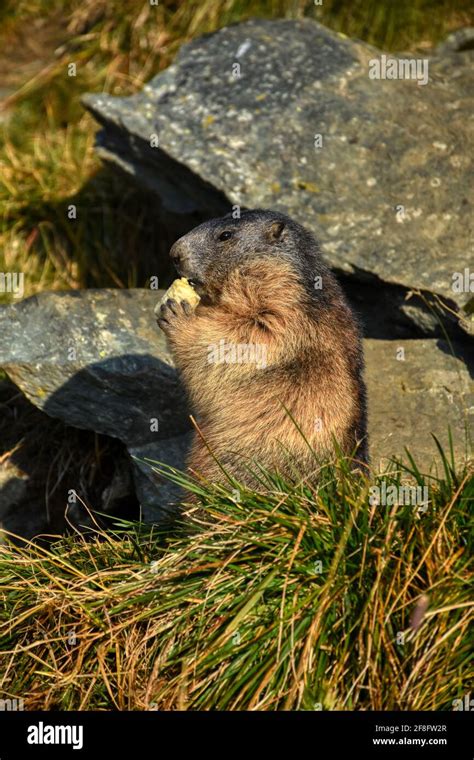 Murmeltier Murmeltiere putzig Munggen Mankei Erdhörnchen Marmota