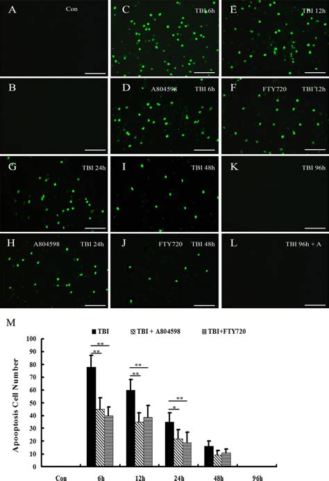 Effect Of A804598 And FTY720 On Cell Apoptosis In The Cerebral Cortex