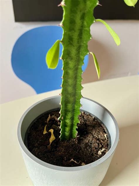 SUKULENT KAKTUS MLJEČIKA EUPHORBIA TRIGONA BILJKA 77CM