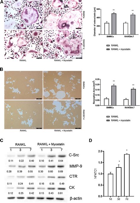 Frontiers Myostatin Promotes Osteoclastogenesis By Regulating Ccdc50