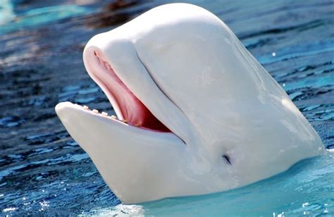 Beluga Delphinapterus Beyaz Balinaya Dair Bilgiler