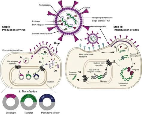 Crispr Cas Gene Therapy Delivery Strategies Biopharma Peg