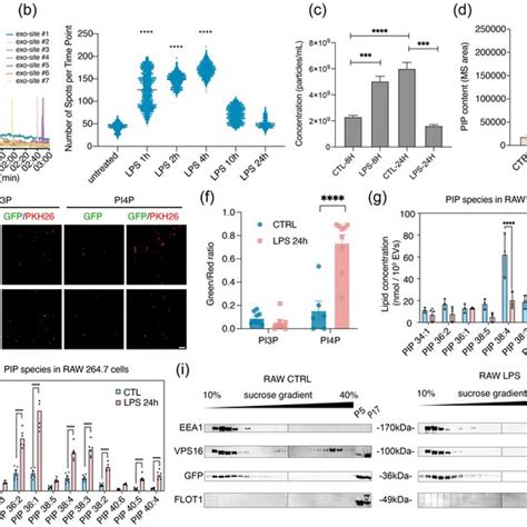 Hypoxia Promotes Ev Secretion A Western Blot Analysis Of Evs