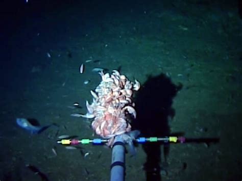 Deepest Ocean Floor In The World | Viewfloor.co