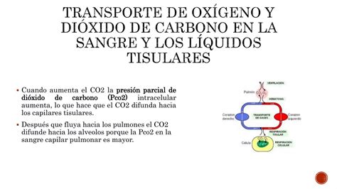 Transporte de oxígeno y dióxido de carbono PPT