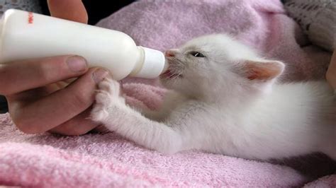 Kittens Being Bottle Fed Cute Kittens Compilation Youtube