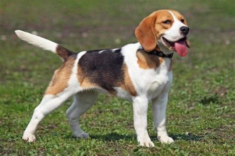 The Big Guide To The Beagle Dog Breed