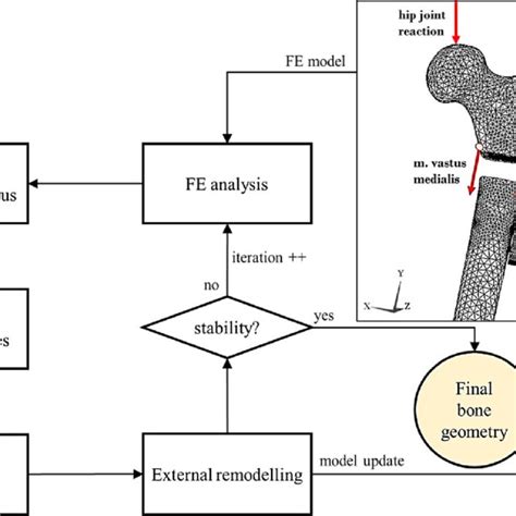 Flowchart For Fe Based External Remodelling Simulation The Inset