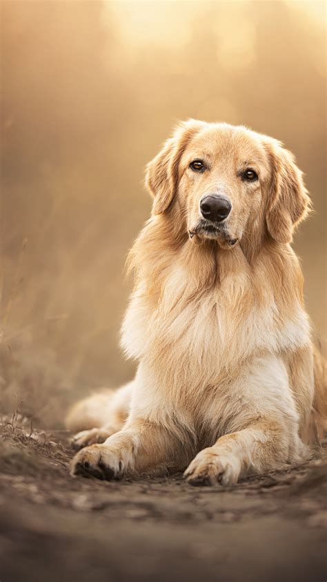 Golden Retriever Wallpaper 4K, Scottish breed dog, Pet dog, 5K