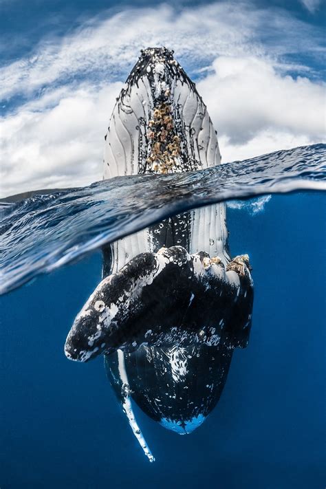 See The Winners Of The 2018 Underwater Photographer Of The Year Awards
