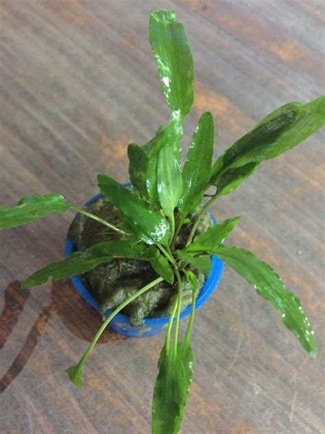 Cryptocoryne Wendtii Green Sg Aquascapes