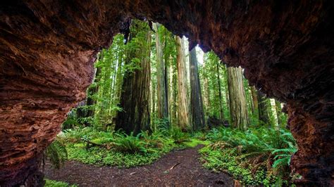 Redwood Tree Wallpapers Top Free Redwood Tree Backgrounds