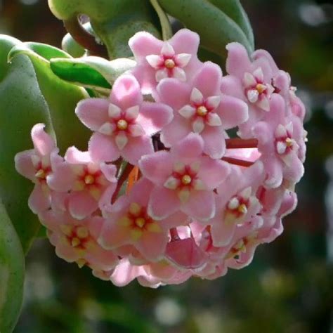 Buy Hoya Carnosa Vareigata Plant online at cheap price on plantsguru.com