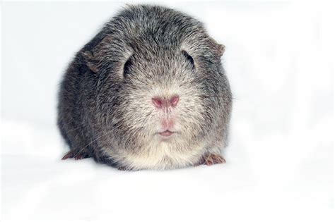 Free Grey guinea pig Stock Photo - FreeImages.com