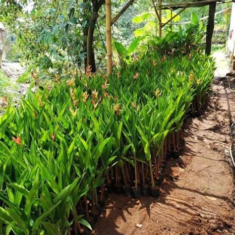 Jual Tanaman Hias Heliconia Pisang Pisang Bunga Merah Shopee Indonesia