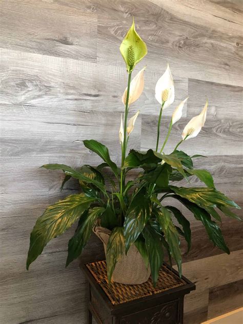 2004 Spathiphyllum Lys De Paix Fleuriste Maya