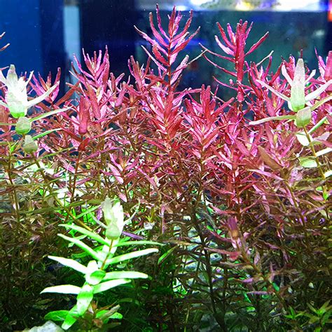 Rotala Rotundifolia ‘super Red Emersed Nilufar