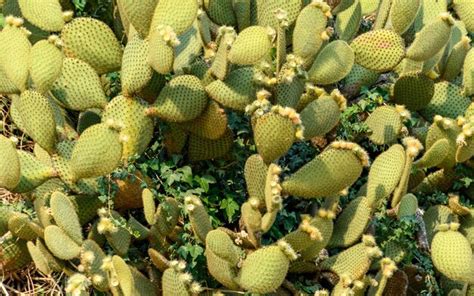 Premium Photo Full Frame Background Of Green Cactus Plants