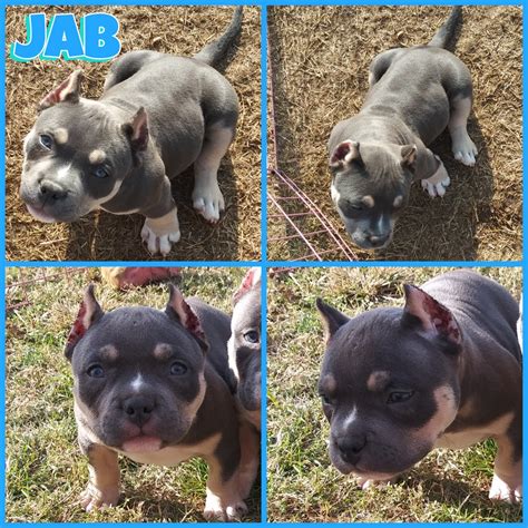 American Bully Puppies For Sale | Omaha, TX #395875