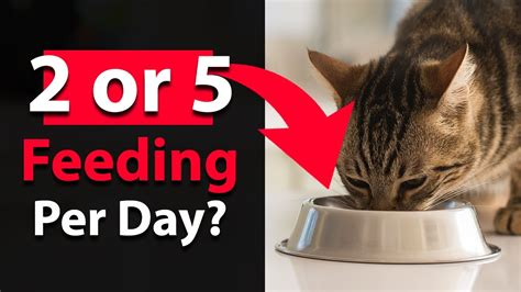 How Many Times Should I Feed My Cat A Day Cat Food Feeding Guide 101