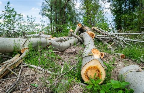 Deforestation Effects: Confronting Its Consequences On Earth