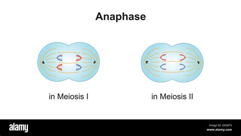 Wissenschaftliche Gestaltung Der Anaphase Bei Meiose Bunte Symbole