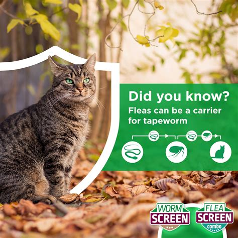 how do cats get roundworms