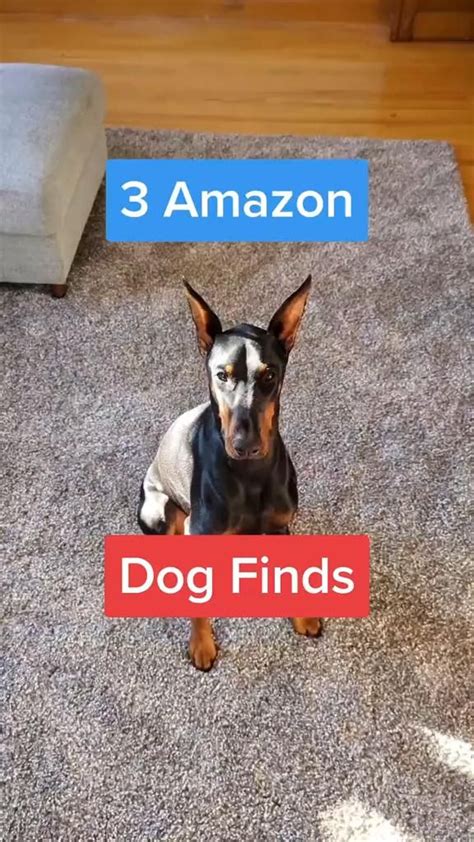 Amazon Must Haves For Dogs Click Here Video In 2023 Dogs Dog