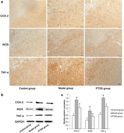 Ptss Down Regulates The Expression Of Cox 2 Inos And Tnf α A