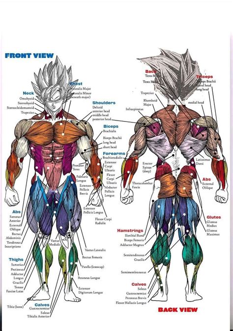 Gokus Physics Muscle Diagram Dragon Ball Art Muscle Anatomy