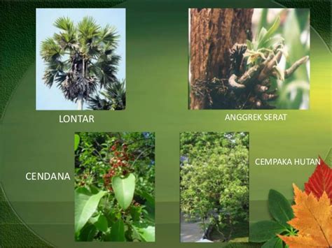 Contoh Gambar Flora Peralihan Pulp