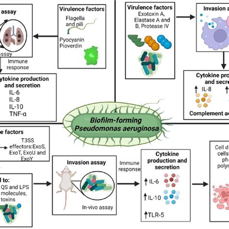 Virulence Factors Of P Aeruginosa Species Related To Biofilm Formation