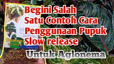 Penggunaan Pupuk Slow Release Untuk Aglaonema YouTube