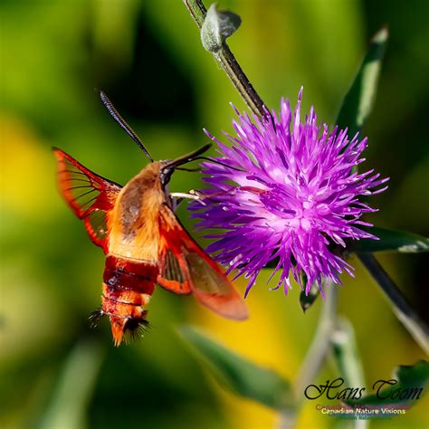 Canadian Nature Visions Hummingbird Clearwing Moth