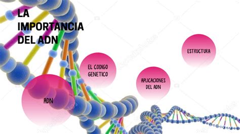 La Importancia Del Adn By Margiorie Flores Rodriguez On Prezi