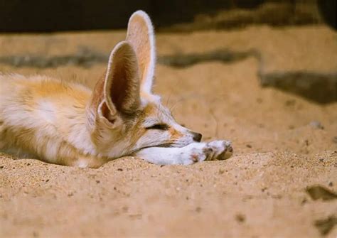 Fennec Fox Facts - AnimalBehaviorCorner