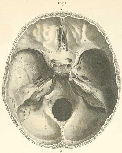 Foramen Cecum Skull